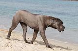 CANE CORSO 264